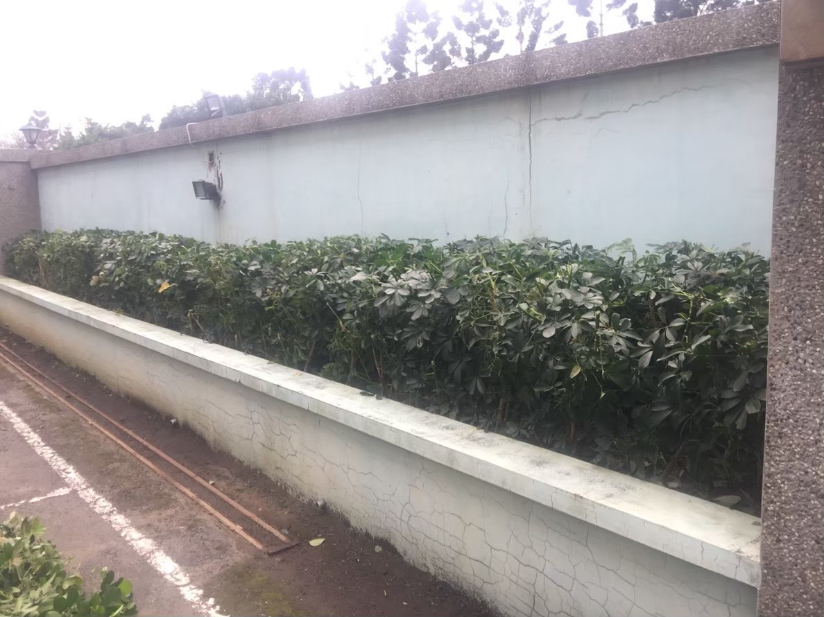 新北市公司工廠園藝修剪整理-園藝修剪整理,鋸樹矮化作業,花草樹木種植,園藝造園工程,庭院花園整理,割草鋸樹修剪-免費現勘