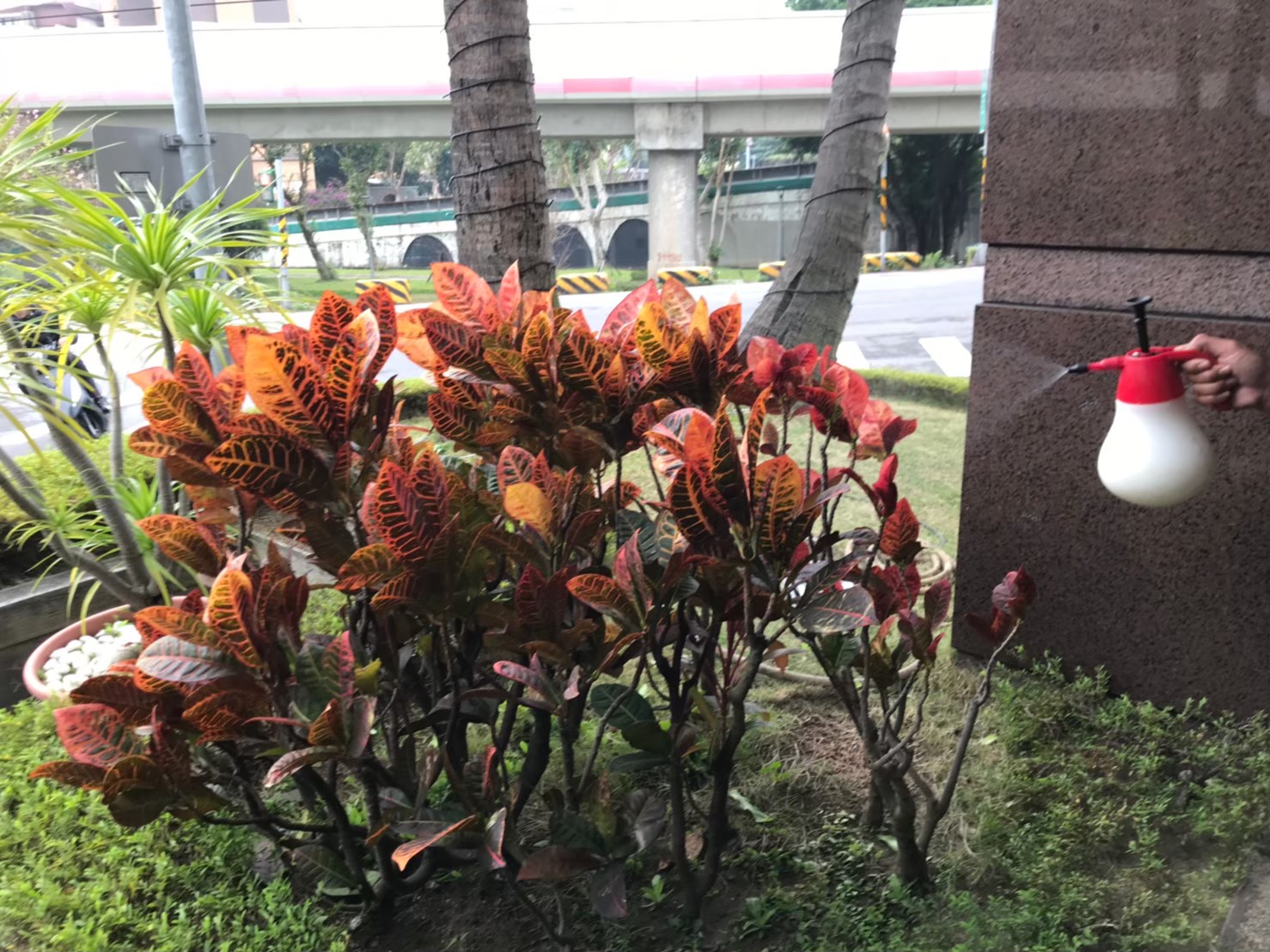 台北市社區園藝修剪維護-園藝修剪整理,鋸樹矮化作業,花草樹木種植,園藝造園工程,庭院花園整理,割草鋸樹修剪-免費現勘