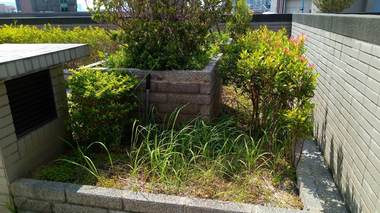 淡水八里社區園藝修剪整理工程-園藝修剪整理,鋸樹矮化作業,花草樹木種植,園藝造園工程,庭院花園整理,割草鋸樹修剪-免費現勘