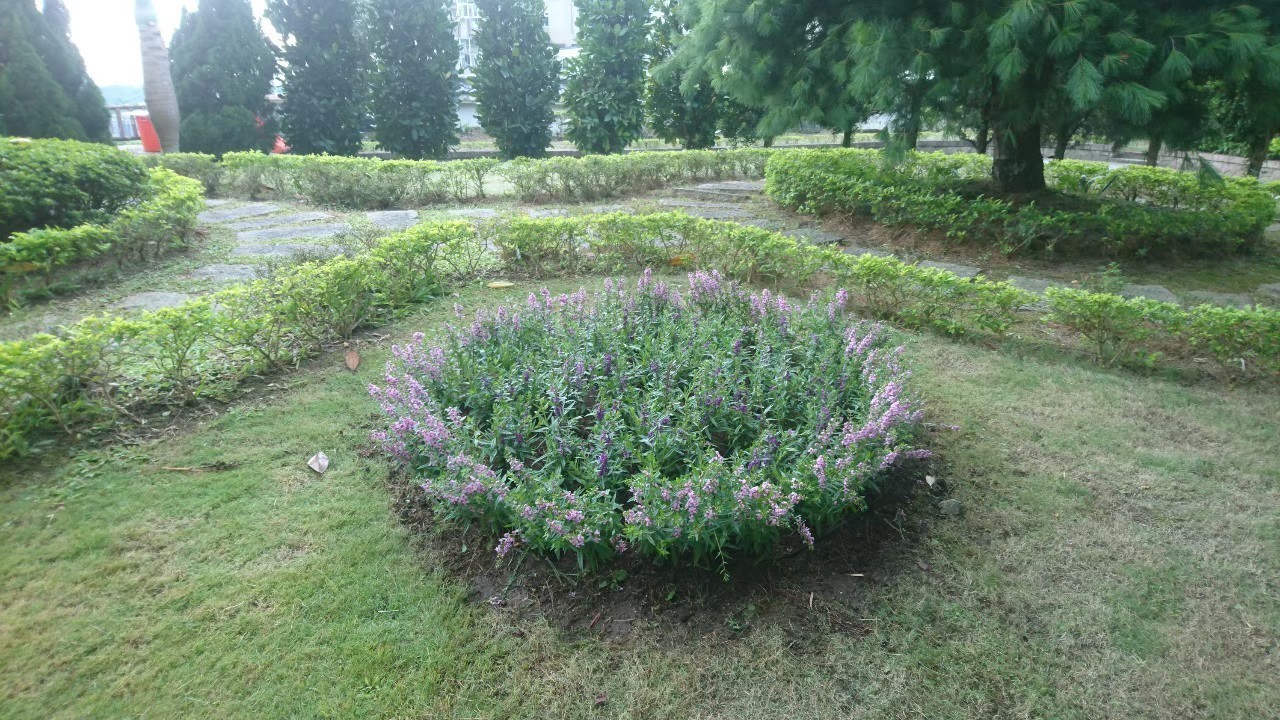 台北社區庭院園藝花草種植-園藝修剪整理,鋸樹矮化工程,花草樹木種植,造園景觀工程社區住家庭院園藝整-免費現勘