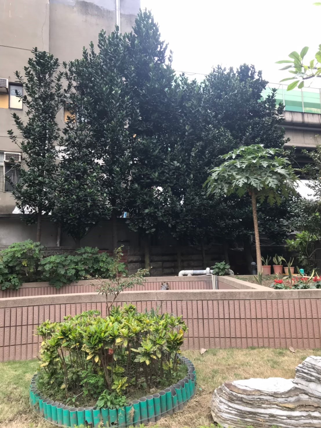 台北新北園藝綠植樹木修剪-園藝修剪整理,鋸樹矮化作業,花草樹木種植,園藝造園工程,庭院花園整理,割草鋸樹修剪-免費現勘