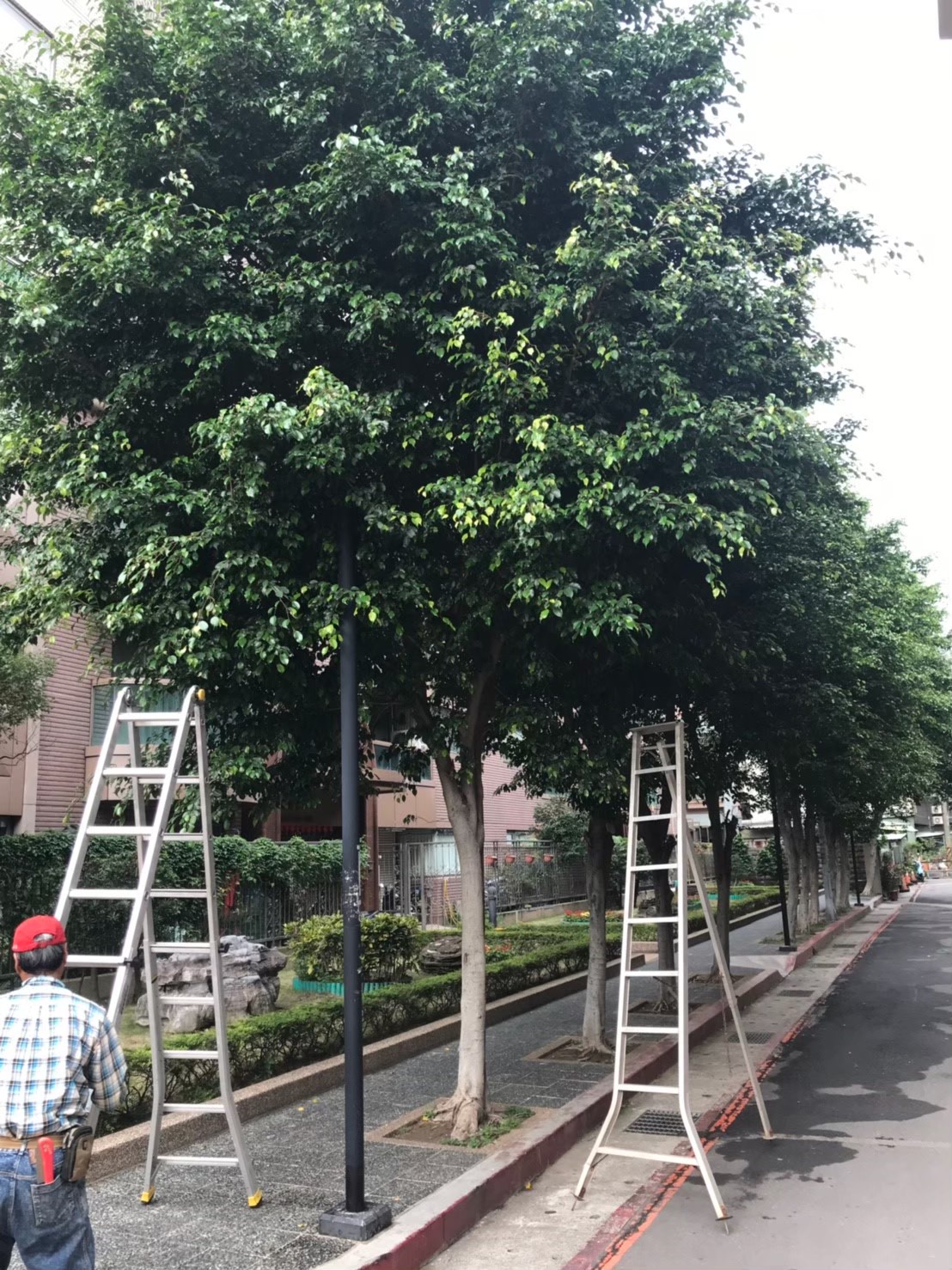 台北新北園藝綠植樹木修剪-園藝修剪整理,鋸樹矮化作業,花草樹木種植,園藝造園工程,庭院花園整理,割草鋸樹修剪-免費現勘