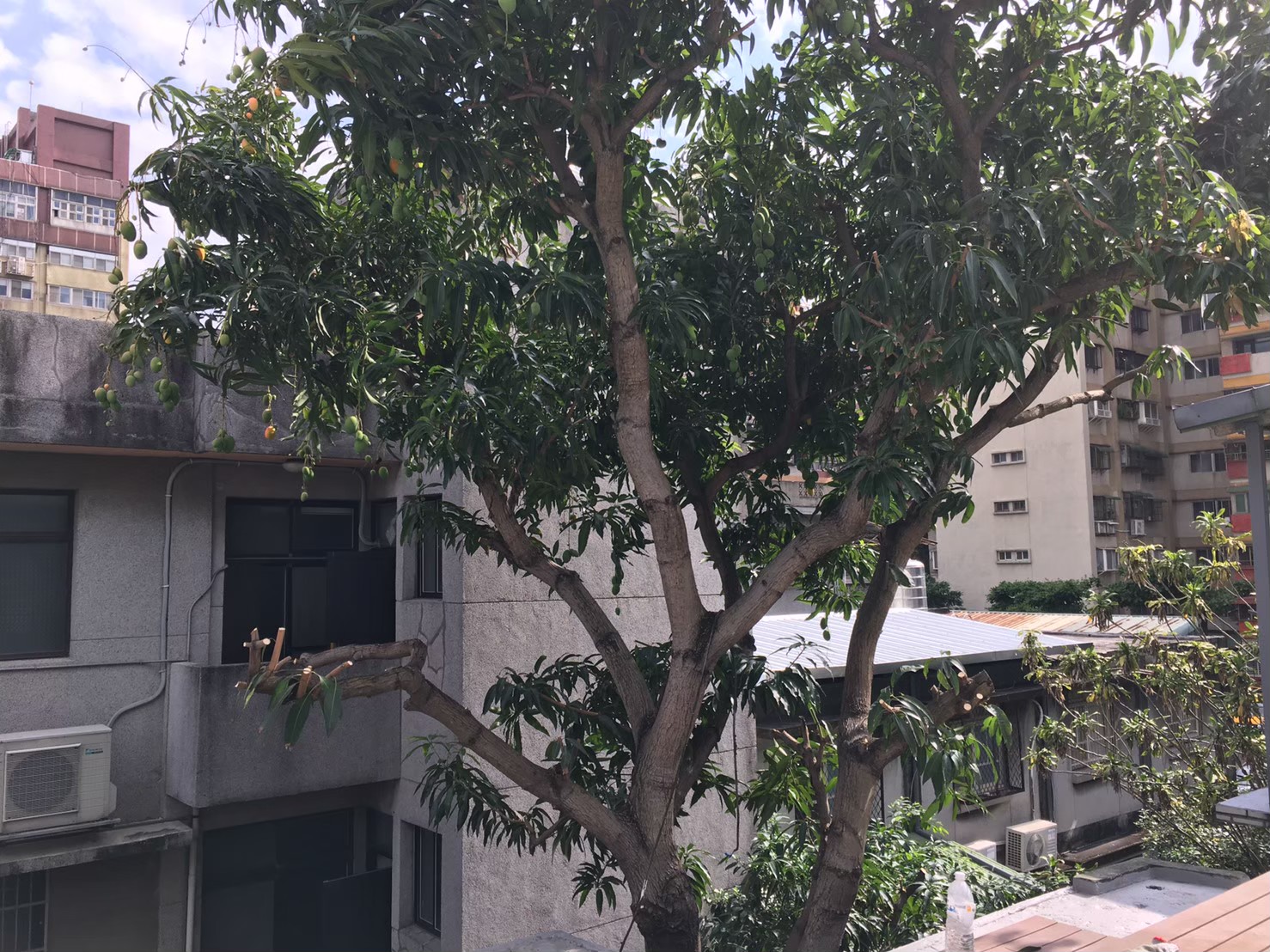 台北新北園藝綠植樹木修剪-園藝修剪整理,鋸樹矮化作業,花草樹木種植,園藝造園工程,庭院花園整理,割草鋸樹修剪-免費現勘