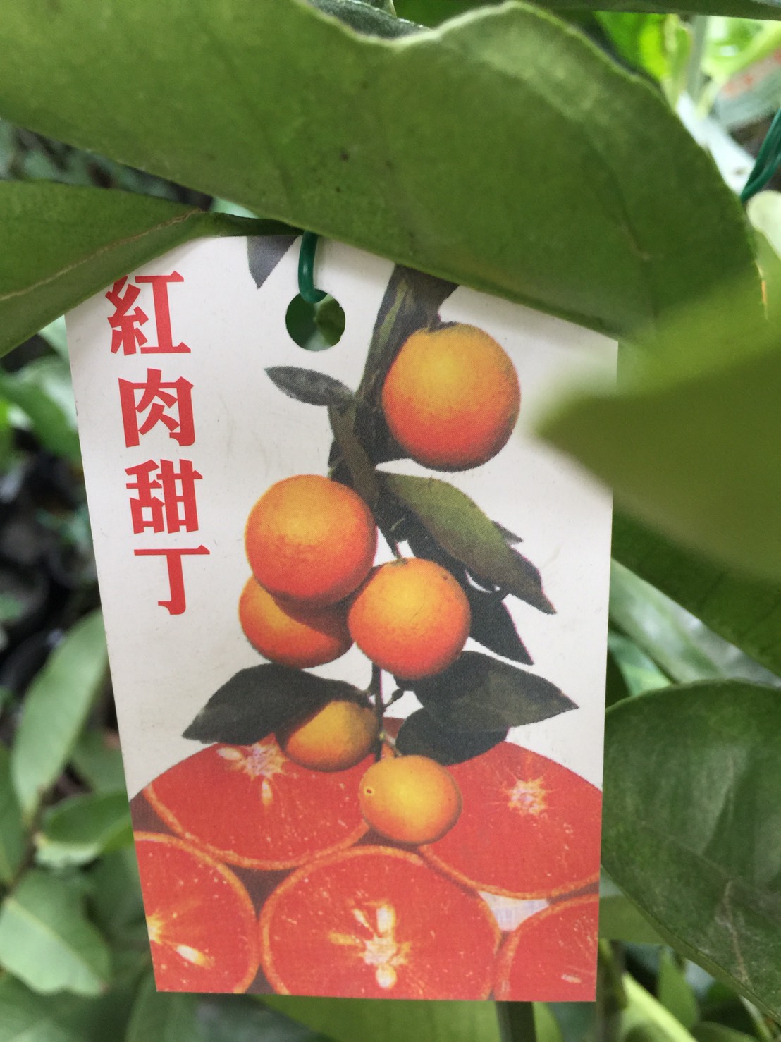 柳丁（紅肉柳丁）