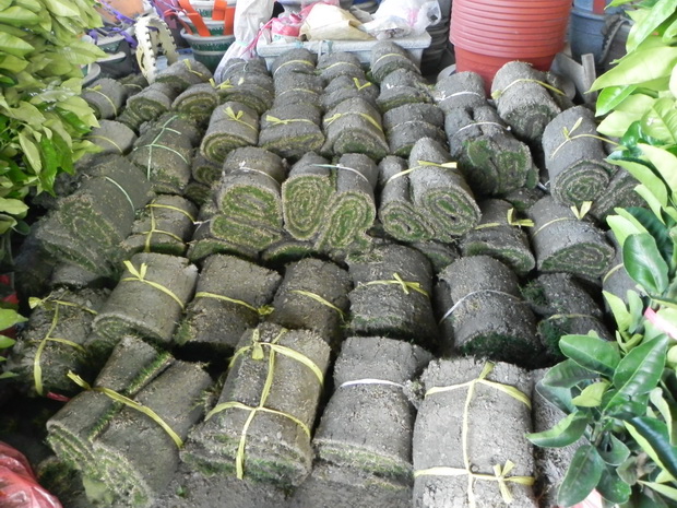 草皮成品