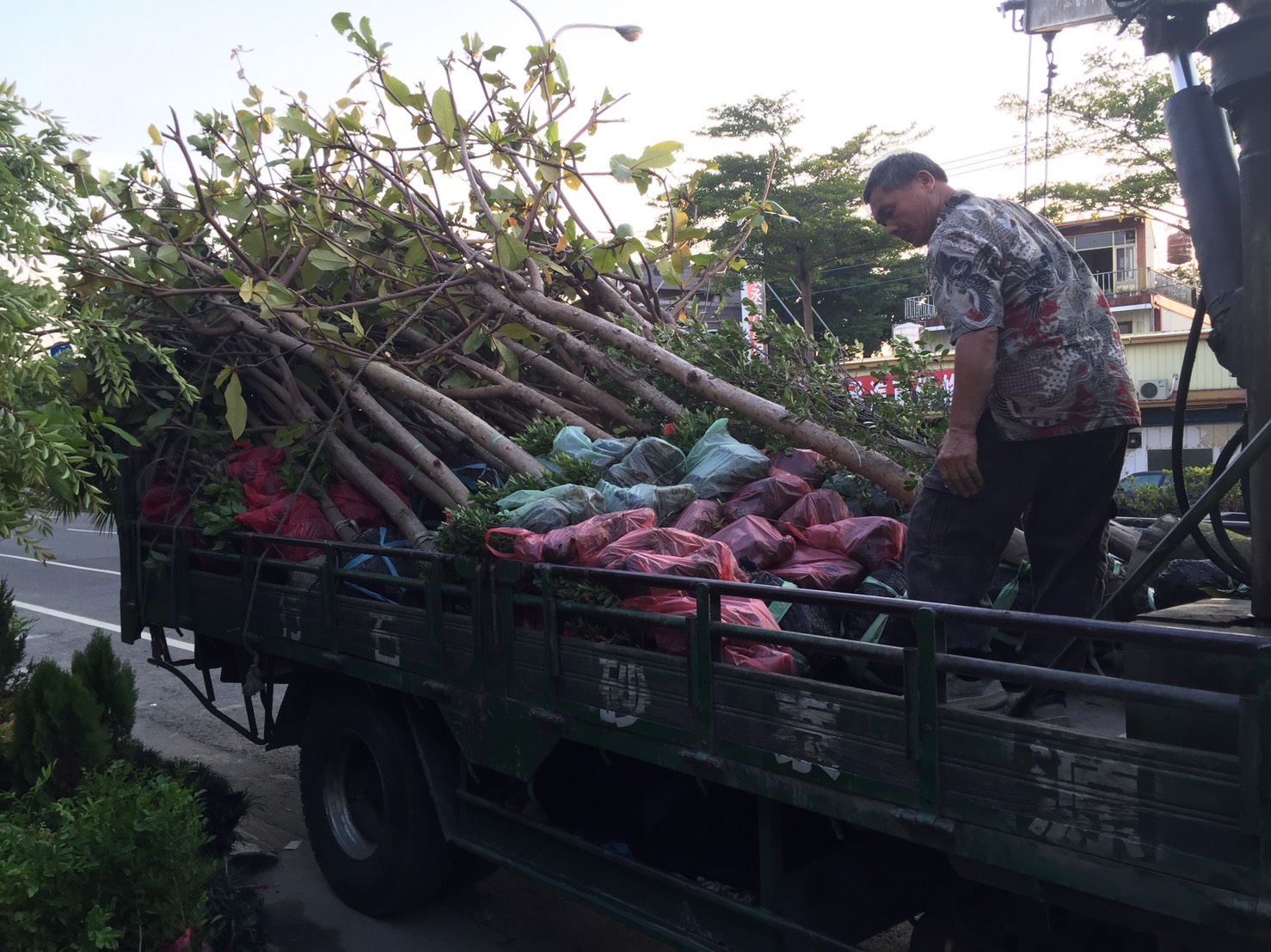 景觀樹木種植買賣