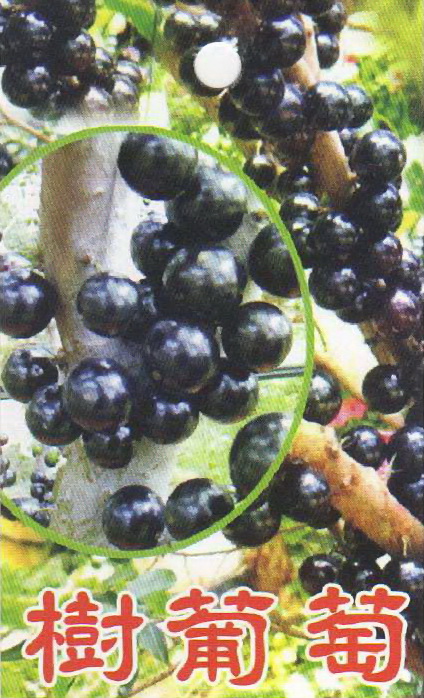 樹葡萄