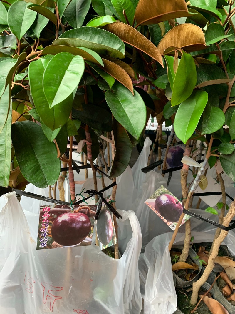 16號肉扁扁牛奶果