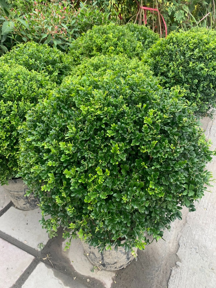 细葉圓型七里香