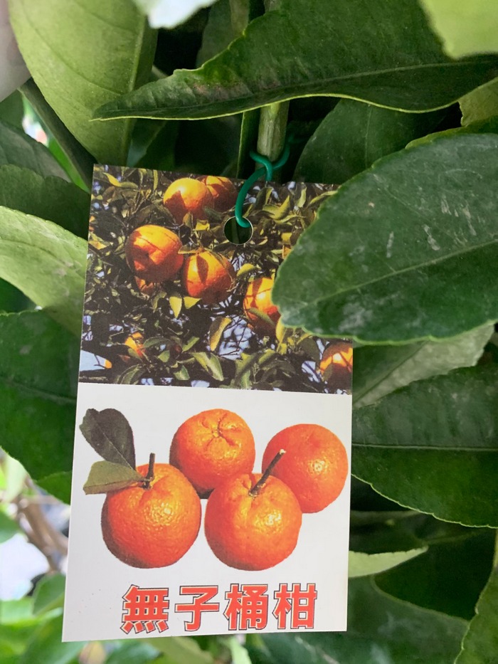 無子桶柑