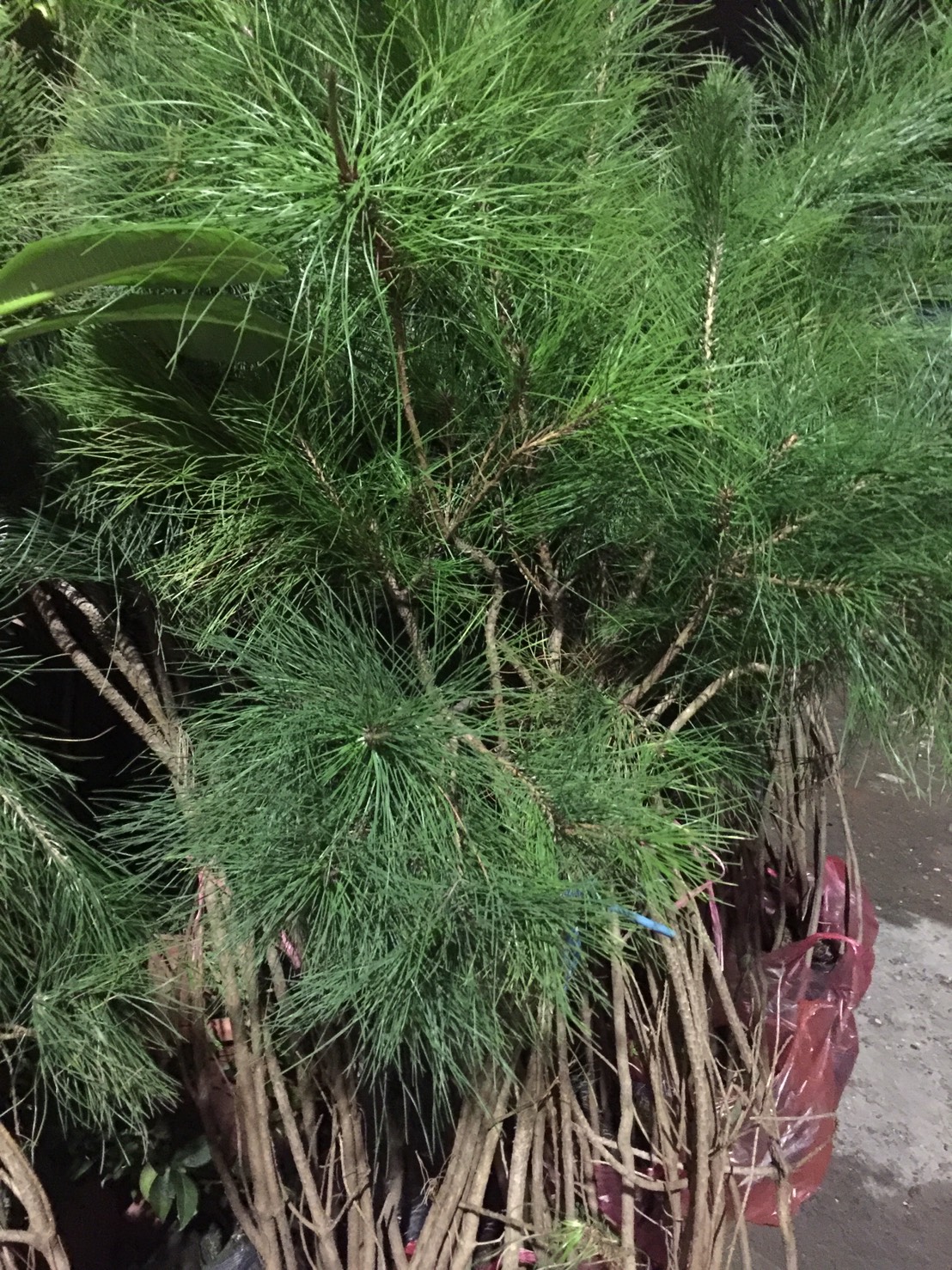 二葉松，黑松，五葉