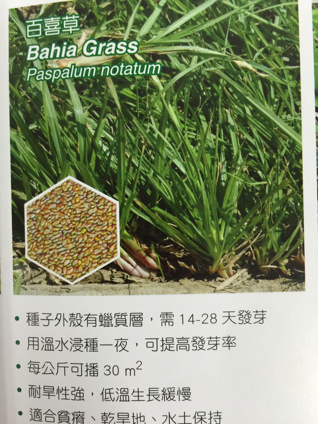 草皮種子批發零售