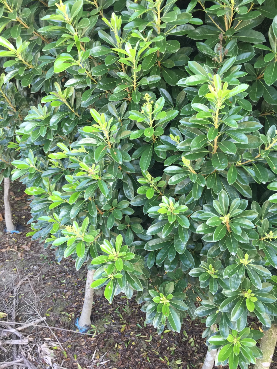 台灣海桐苗批發