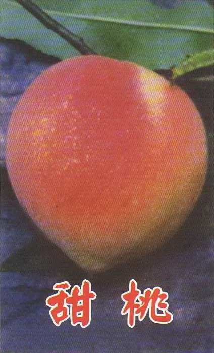 甜桃