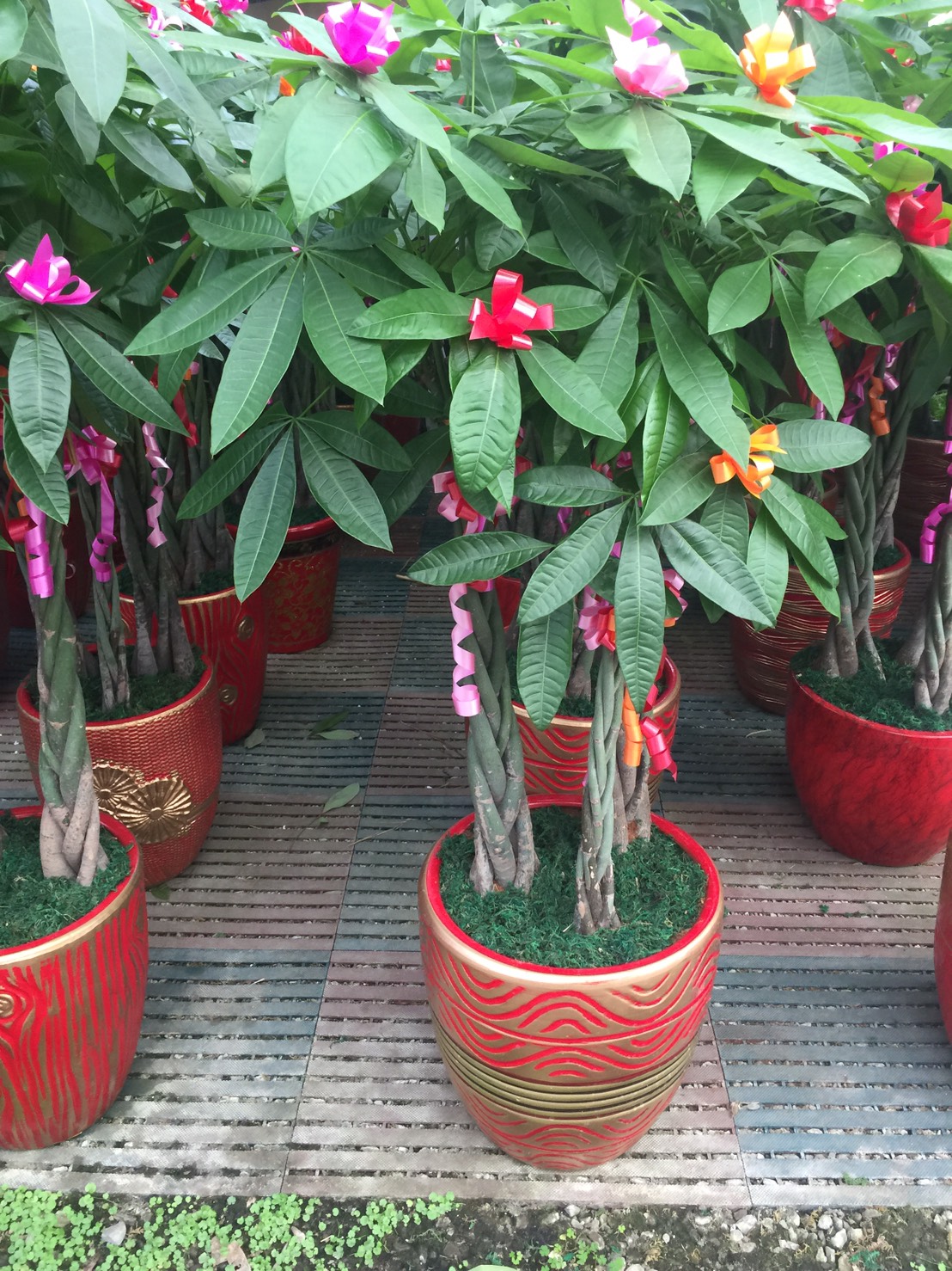 馬拉巴粒，發財樹