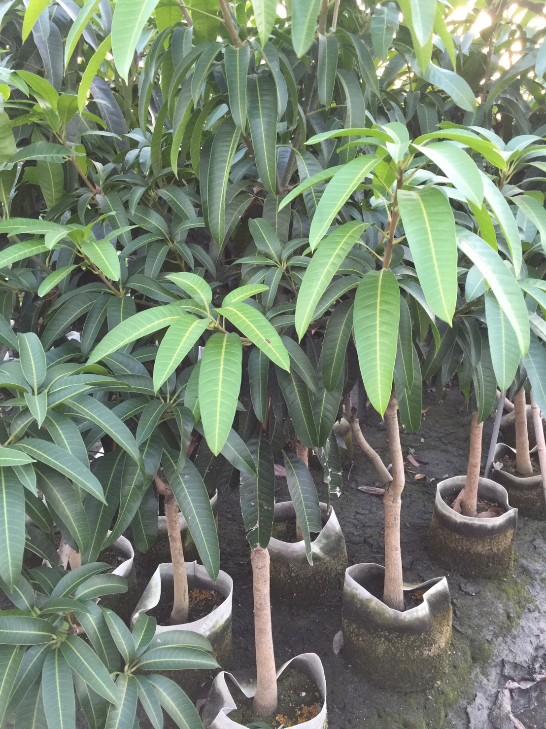 各種類品種芒果樹