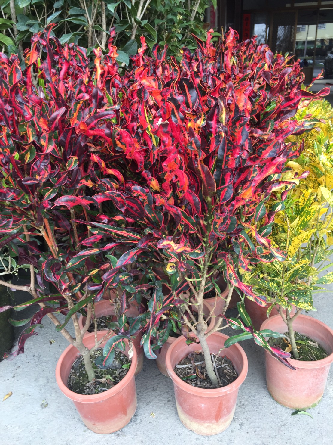 變葉木批發買賣