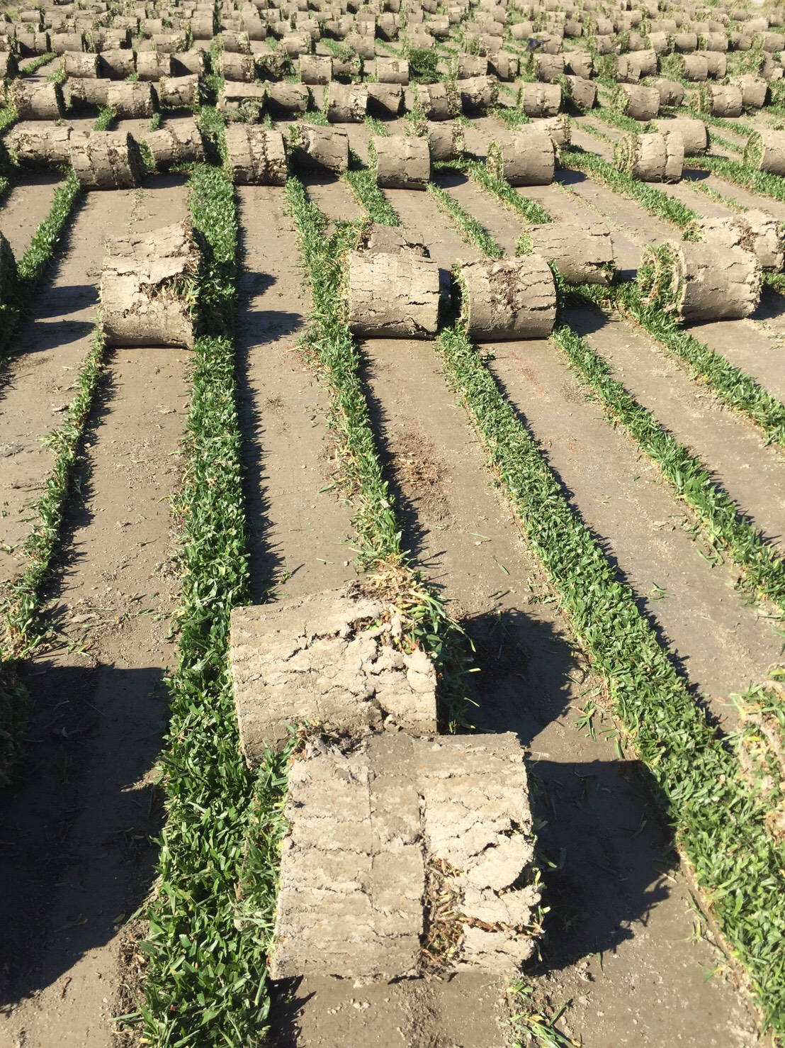 各種類品種草種子