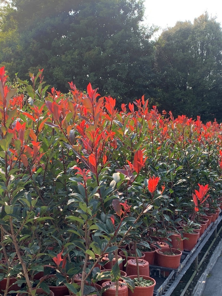 紅芽石楠