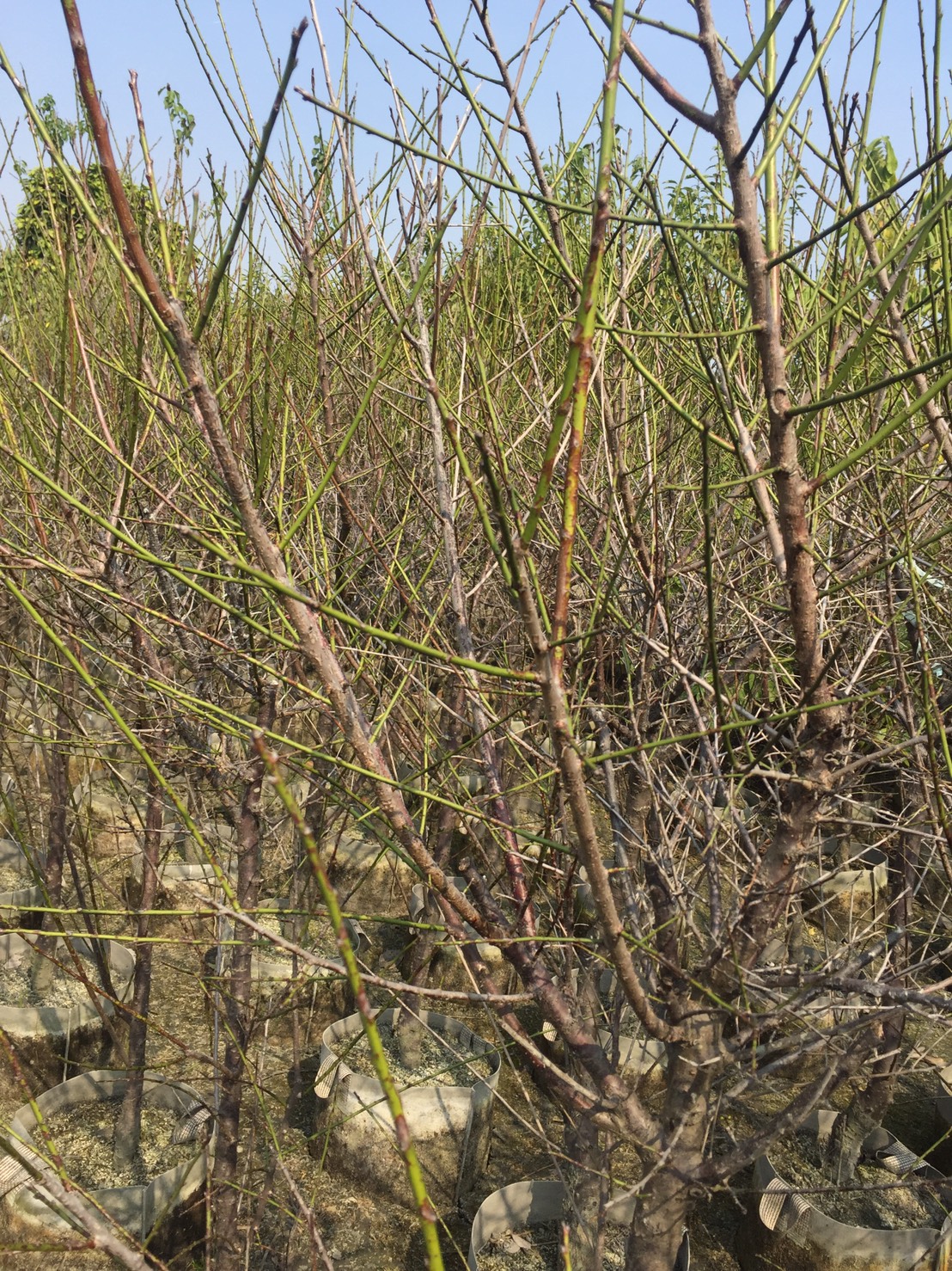 大梅，梅樹，梅花