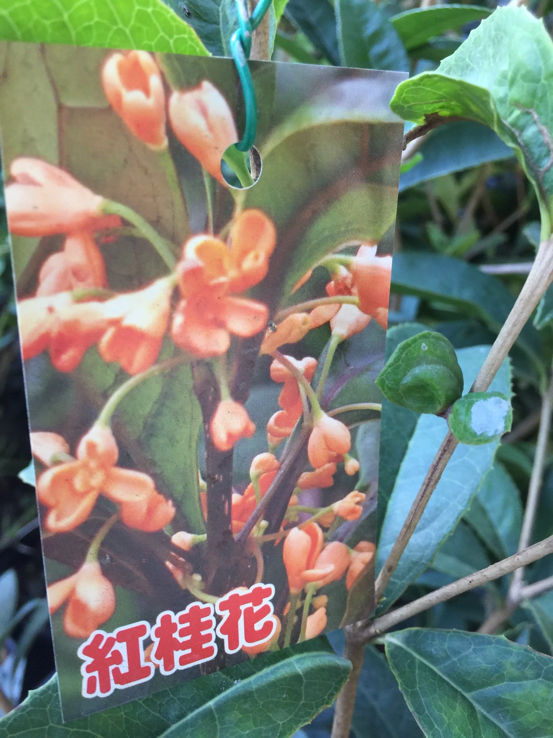 紅桂花