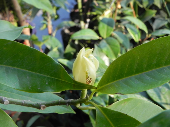 玉蘭花