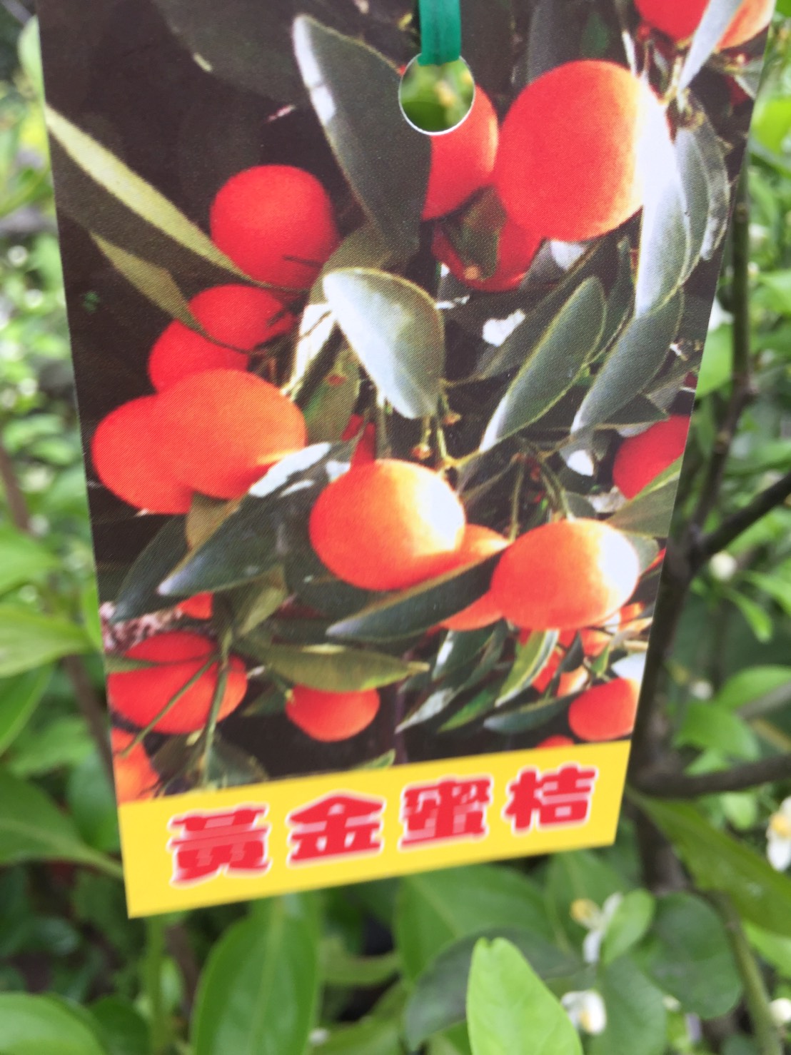 黃金蜜柑