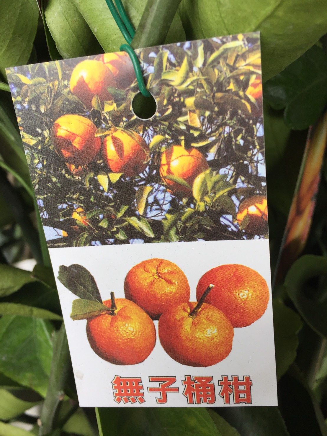 無子桶柑