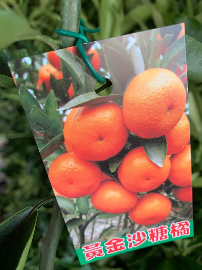 黃金沙糖桔