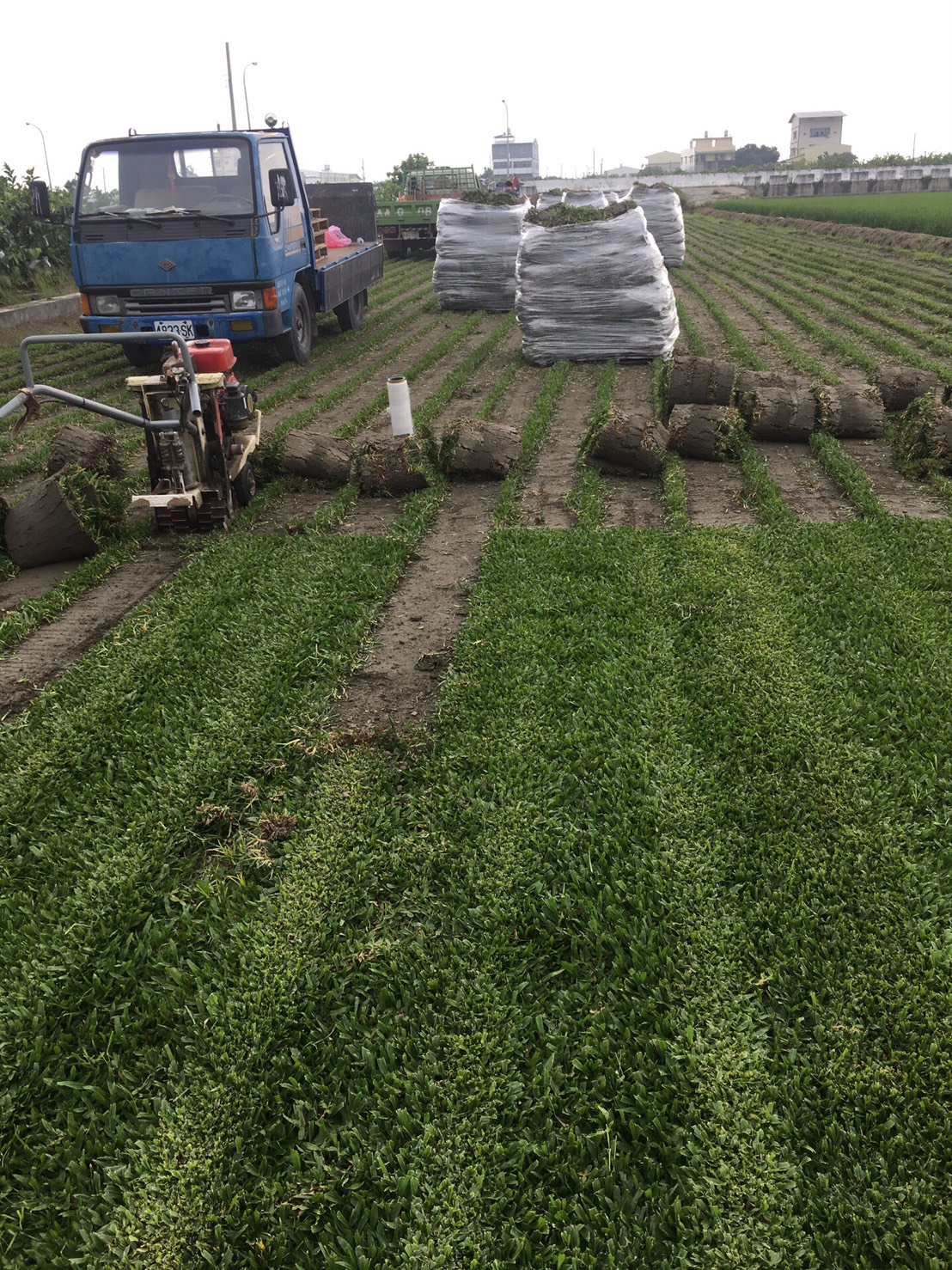 巴西地毯草買賣