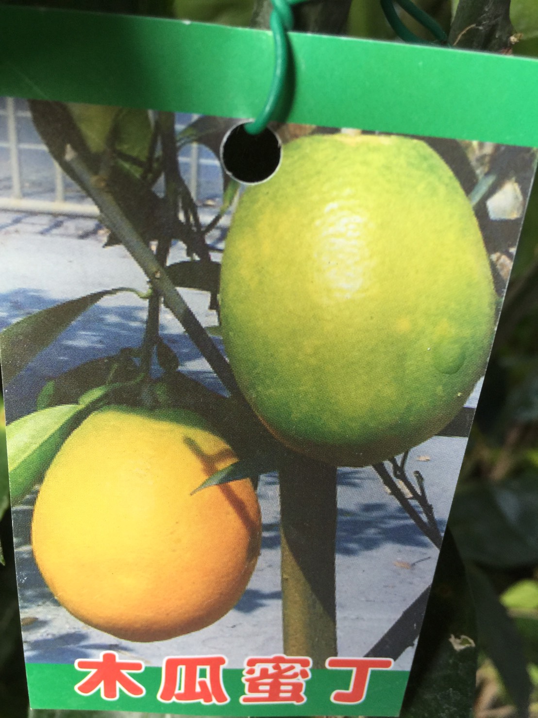 木瓜蜜丁