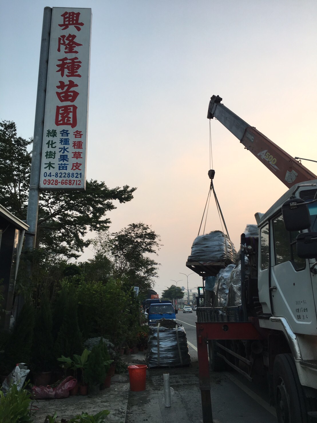 四季珍珠芭樂水果苗