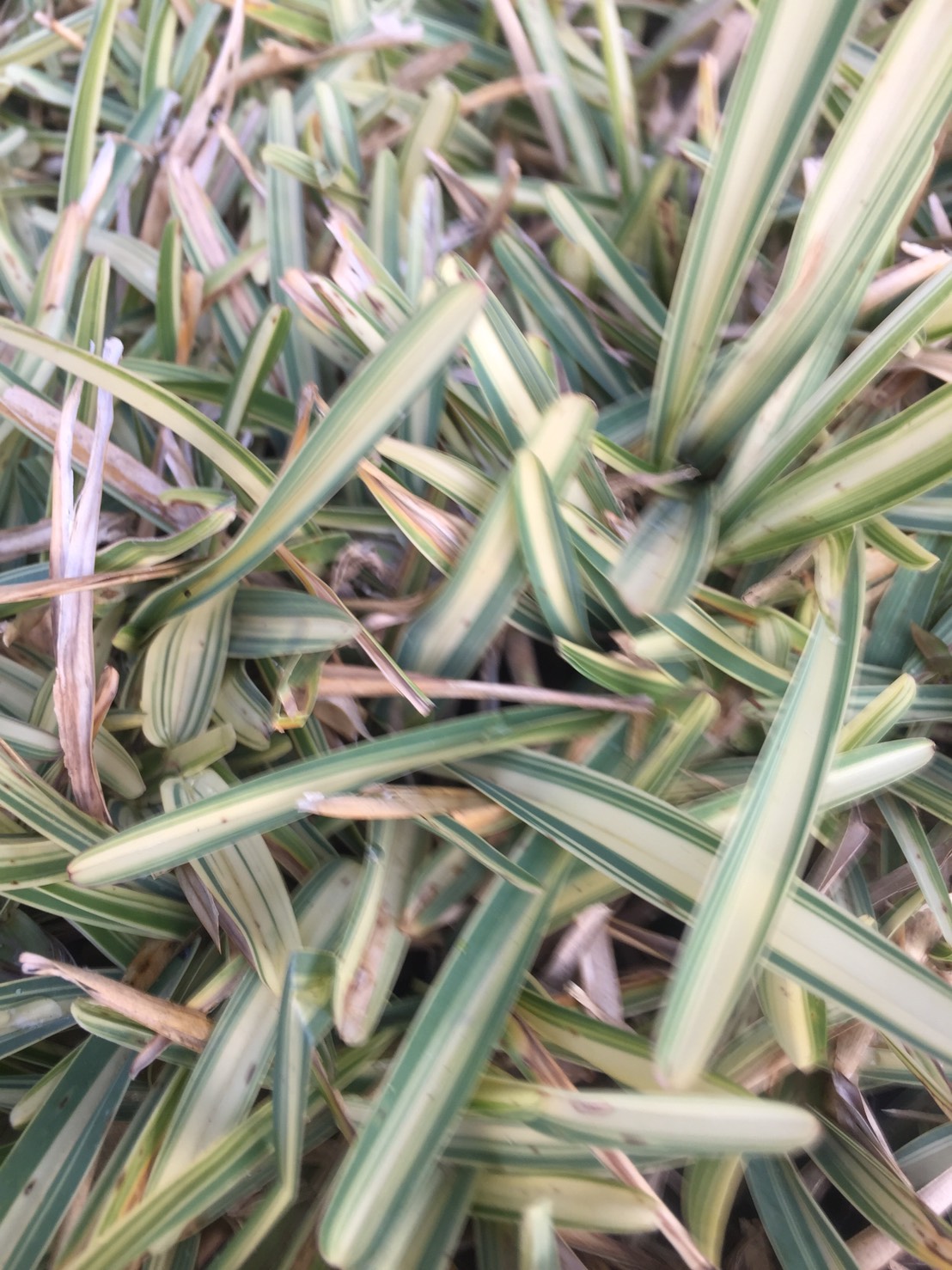 斑葉澳古斯丁草