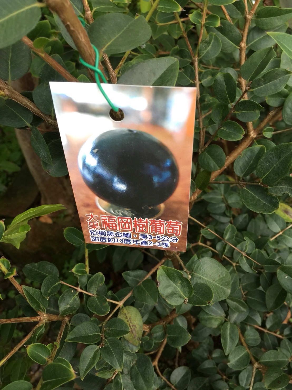 四季福岡樹葡萄