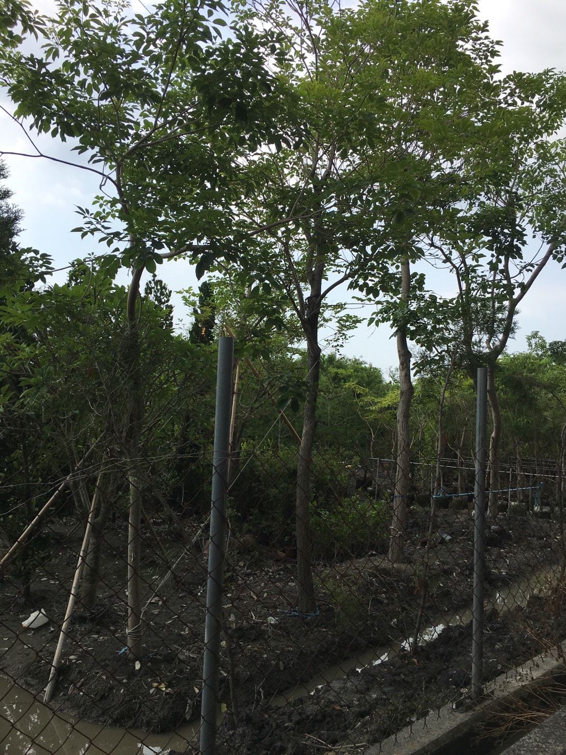 黃金風鈴木，紅花風鈴木