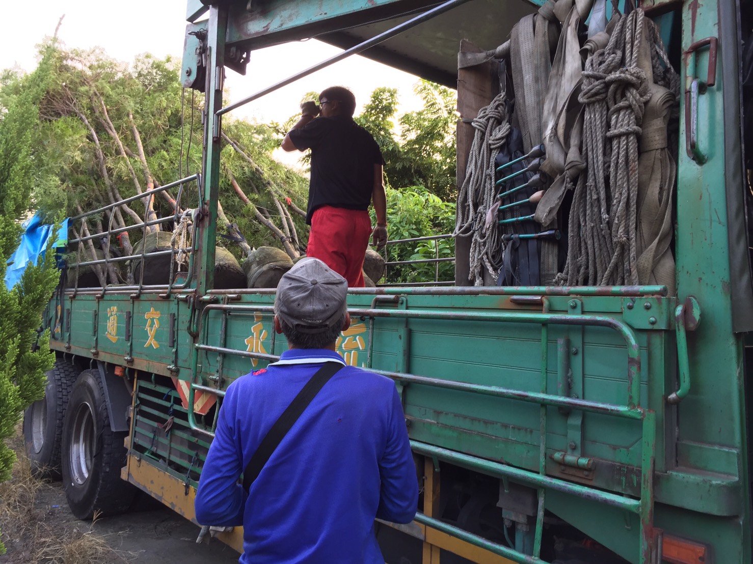 綠化樹木種植批發