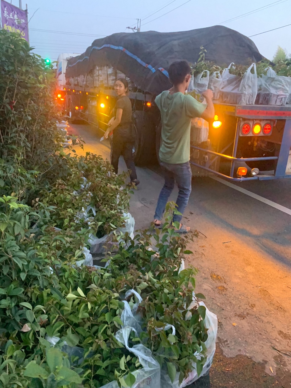 台北草，九重葛