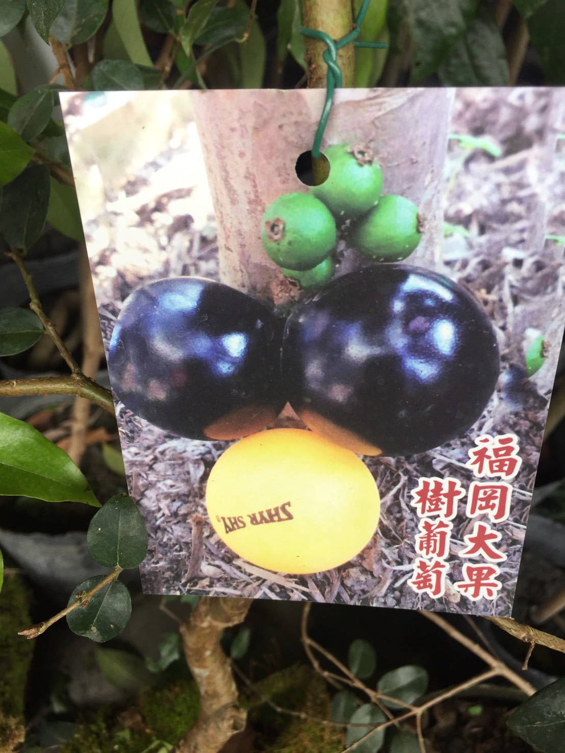 福岡大果樹葡萄