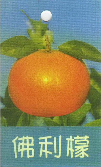 佛利檬