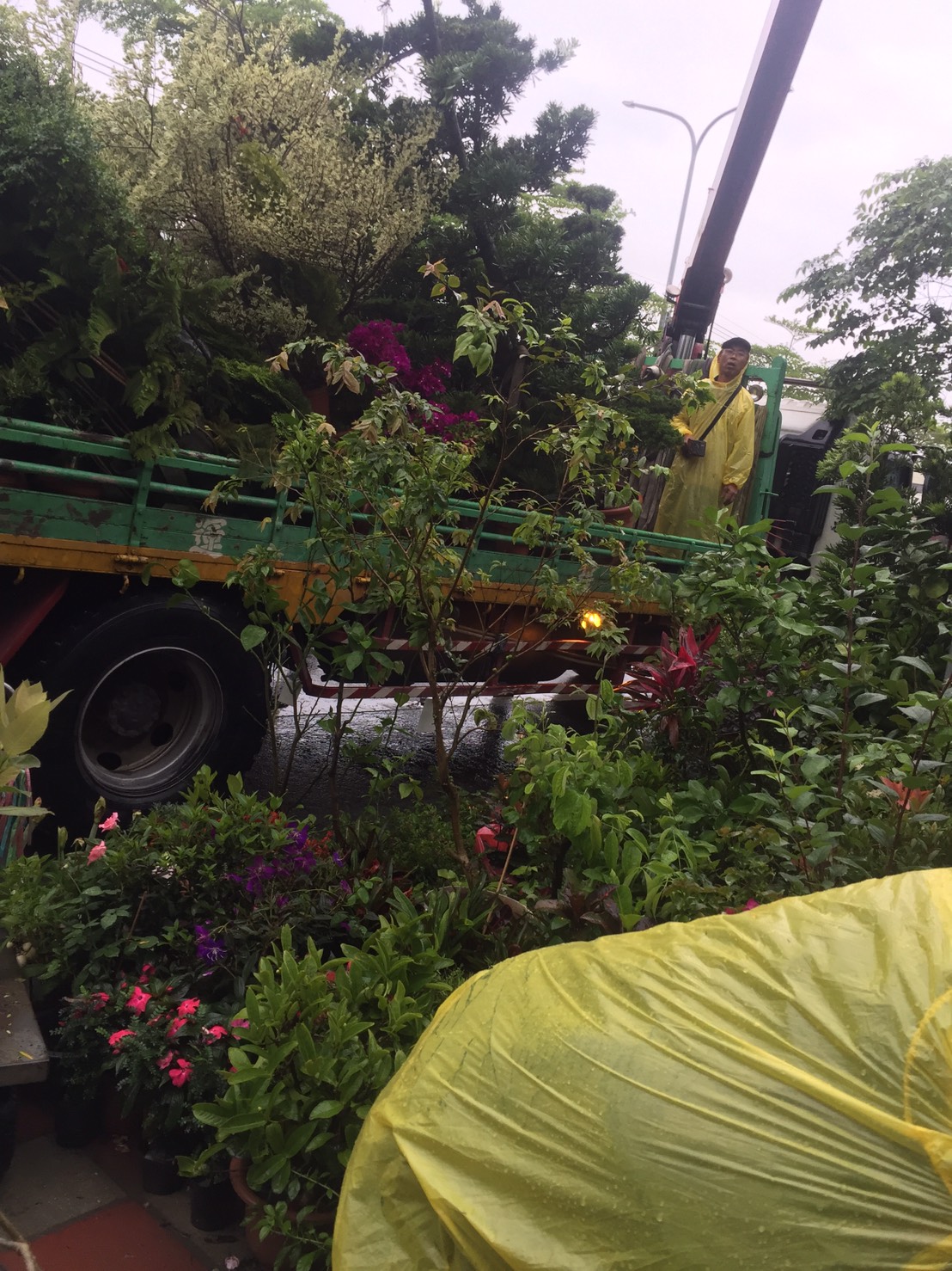 各種類綠化樹木，灌木，花卉