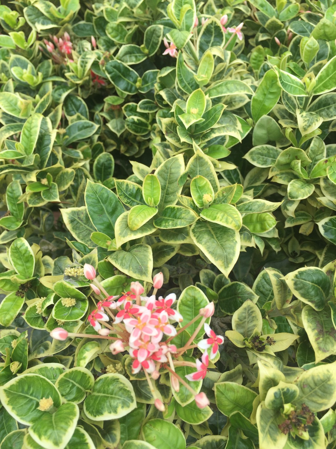 斑葉五彩仙丹花