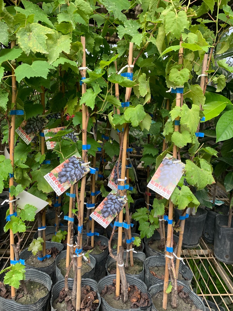 藍寶石葡萄