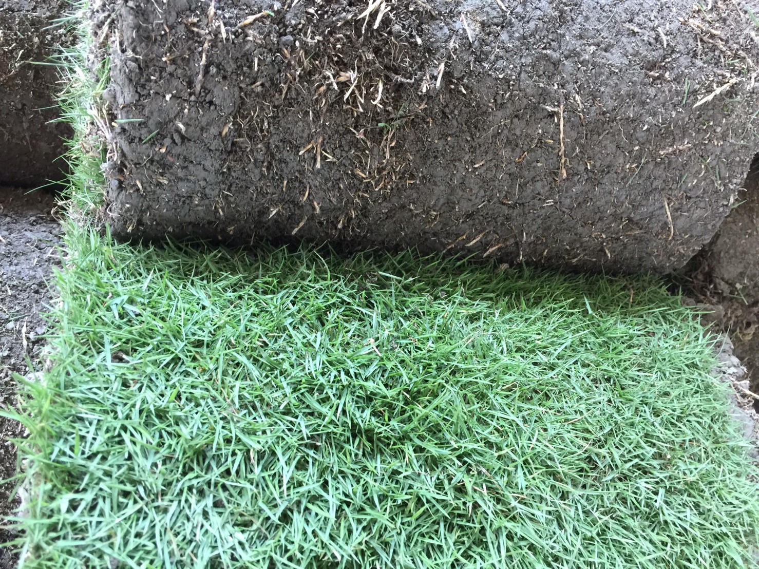 台北草，各類草皮種子。