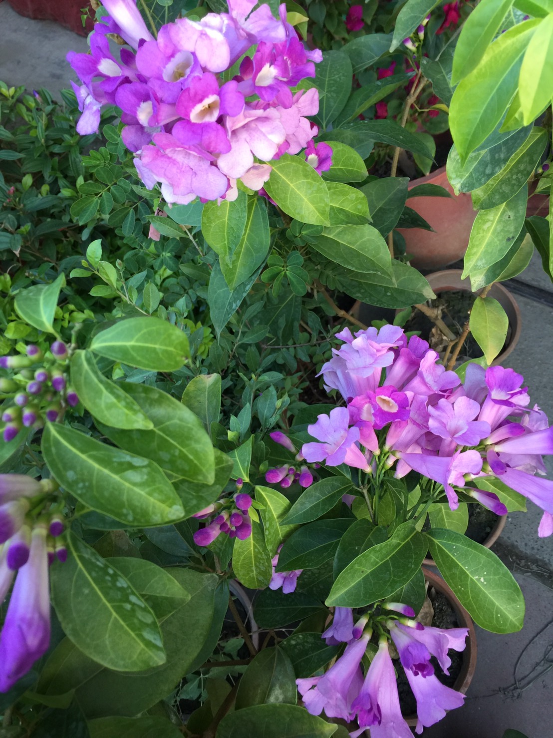 蒜香藤（紫羅蘭）