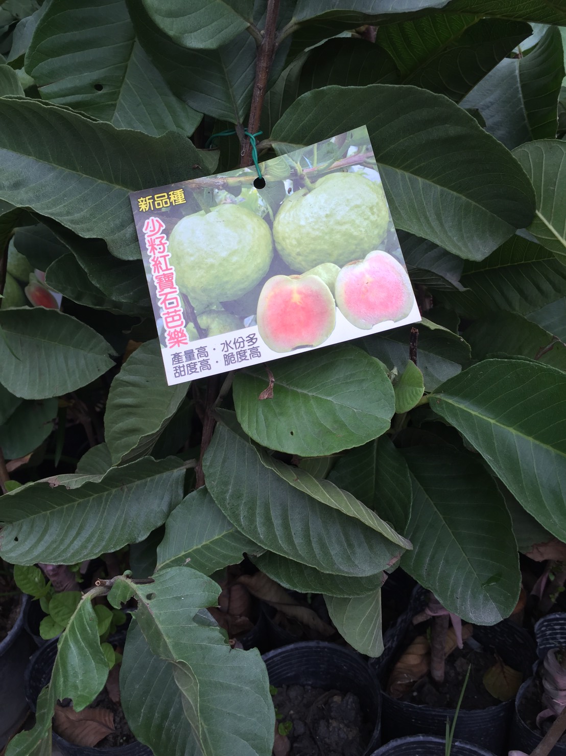 少籽紅寶石芭樂