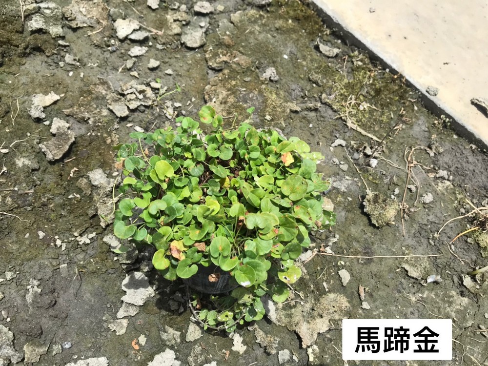 馬蹄金