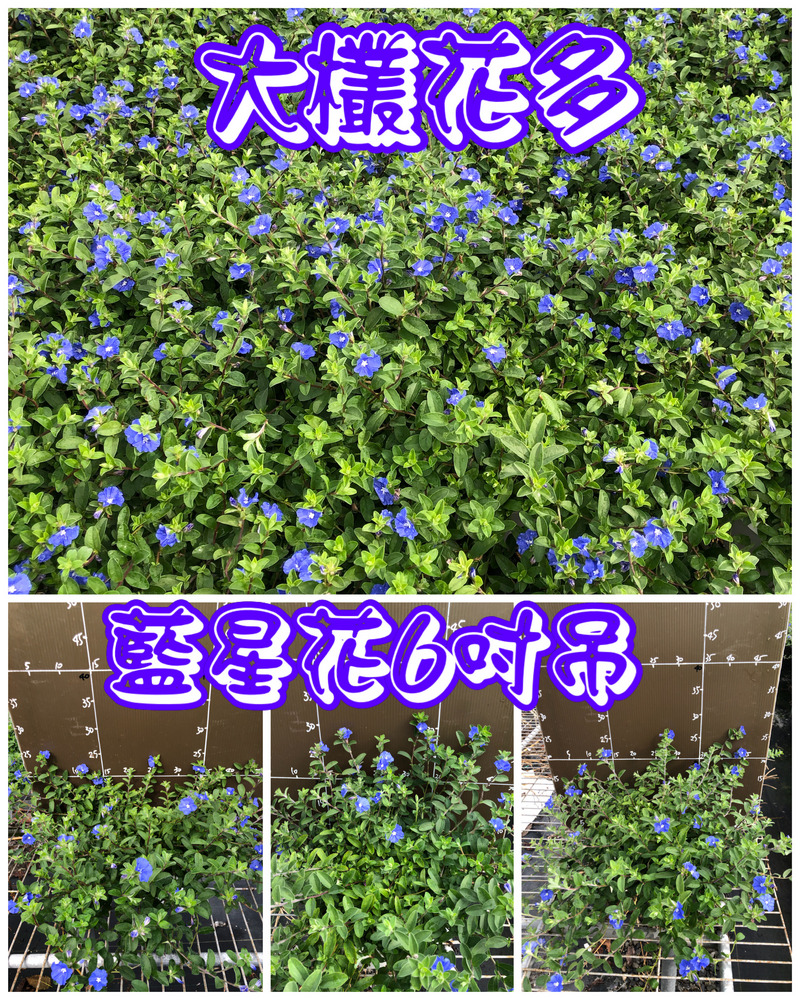 藍星花