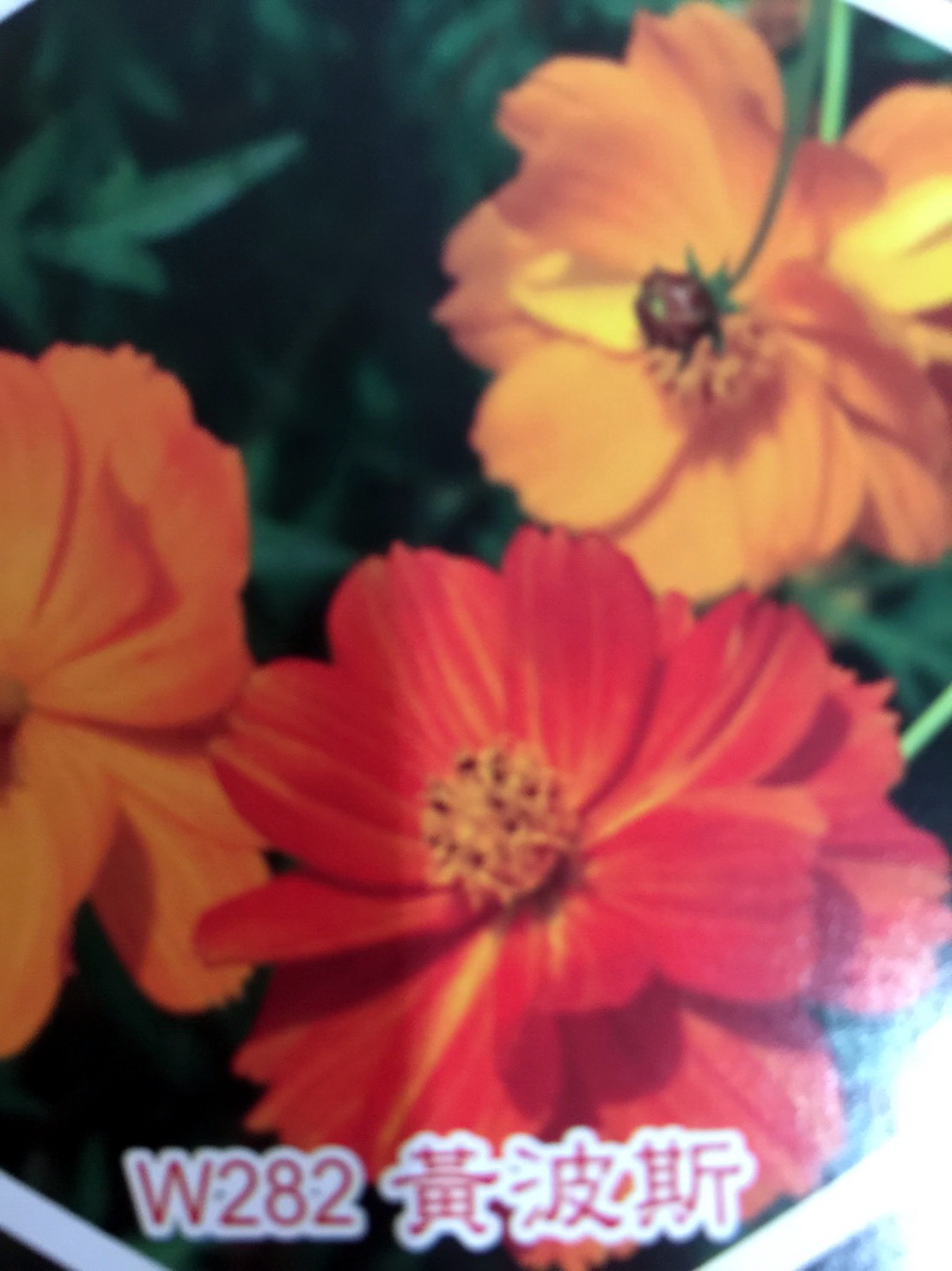 花田種子批發零售