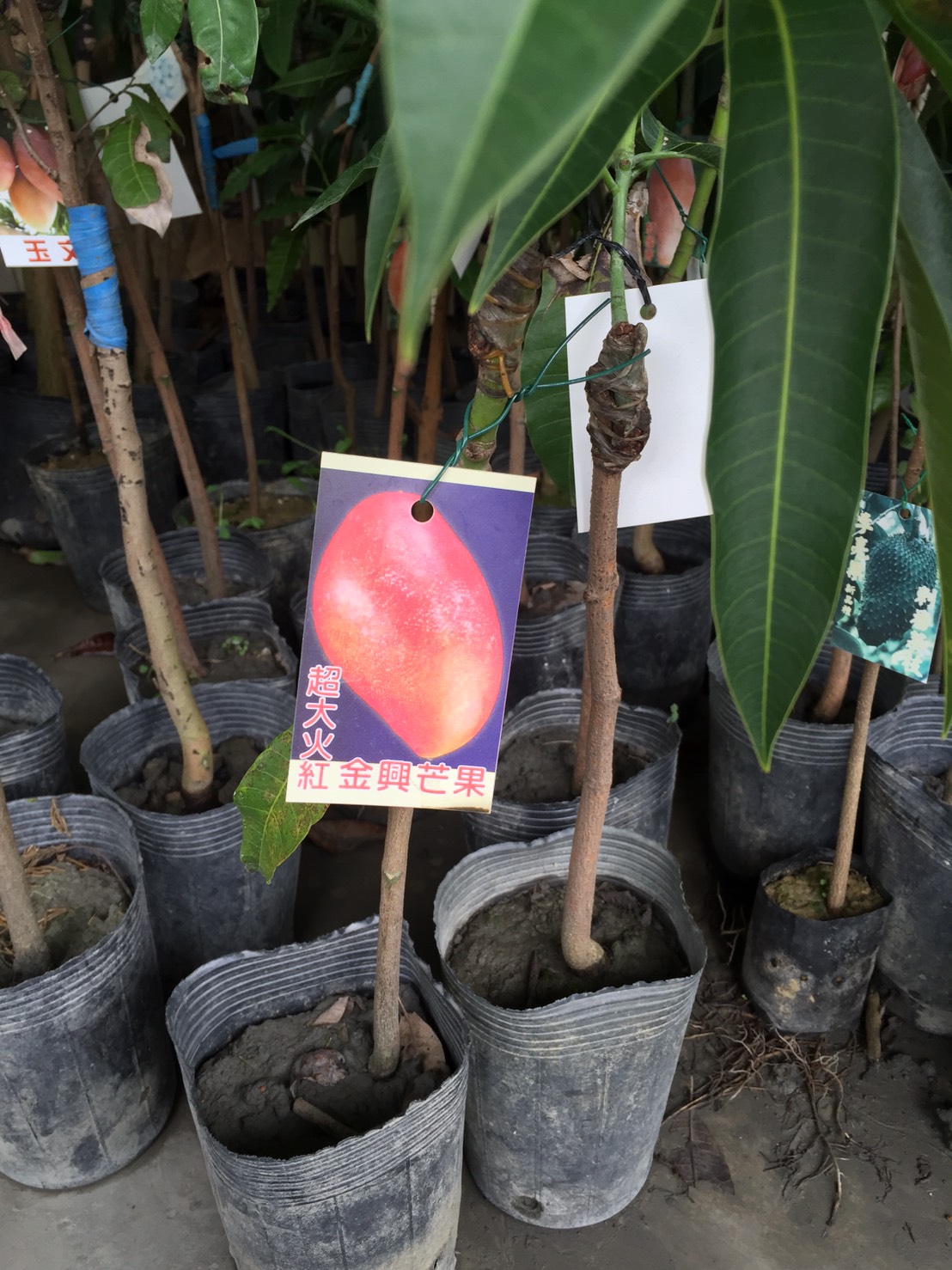 超大火紅金興芒果