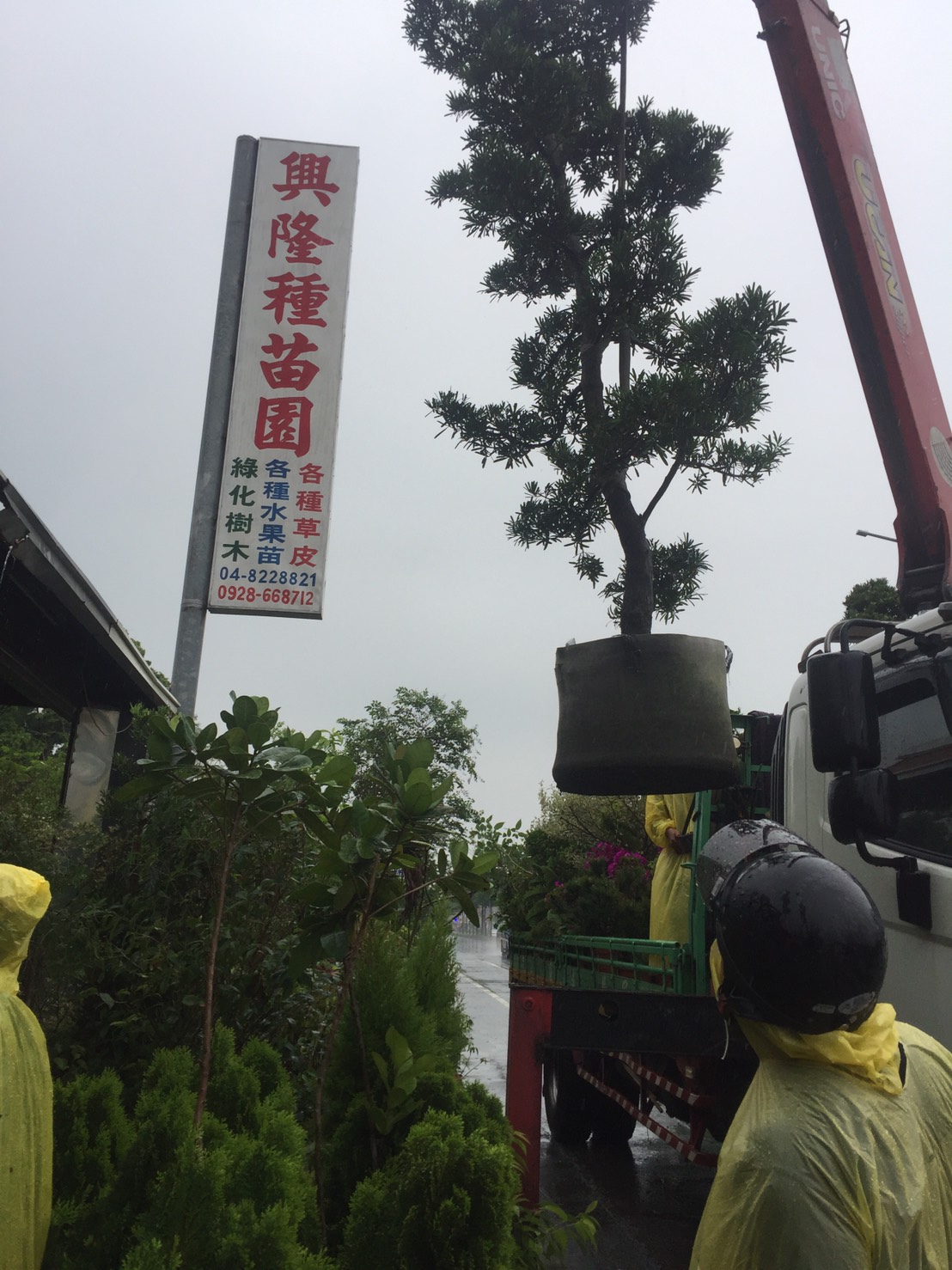 各種綠化樹木：層型羅漢松